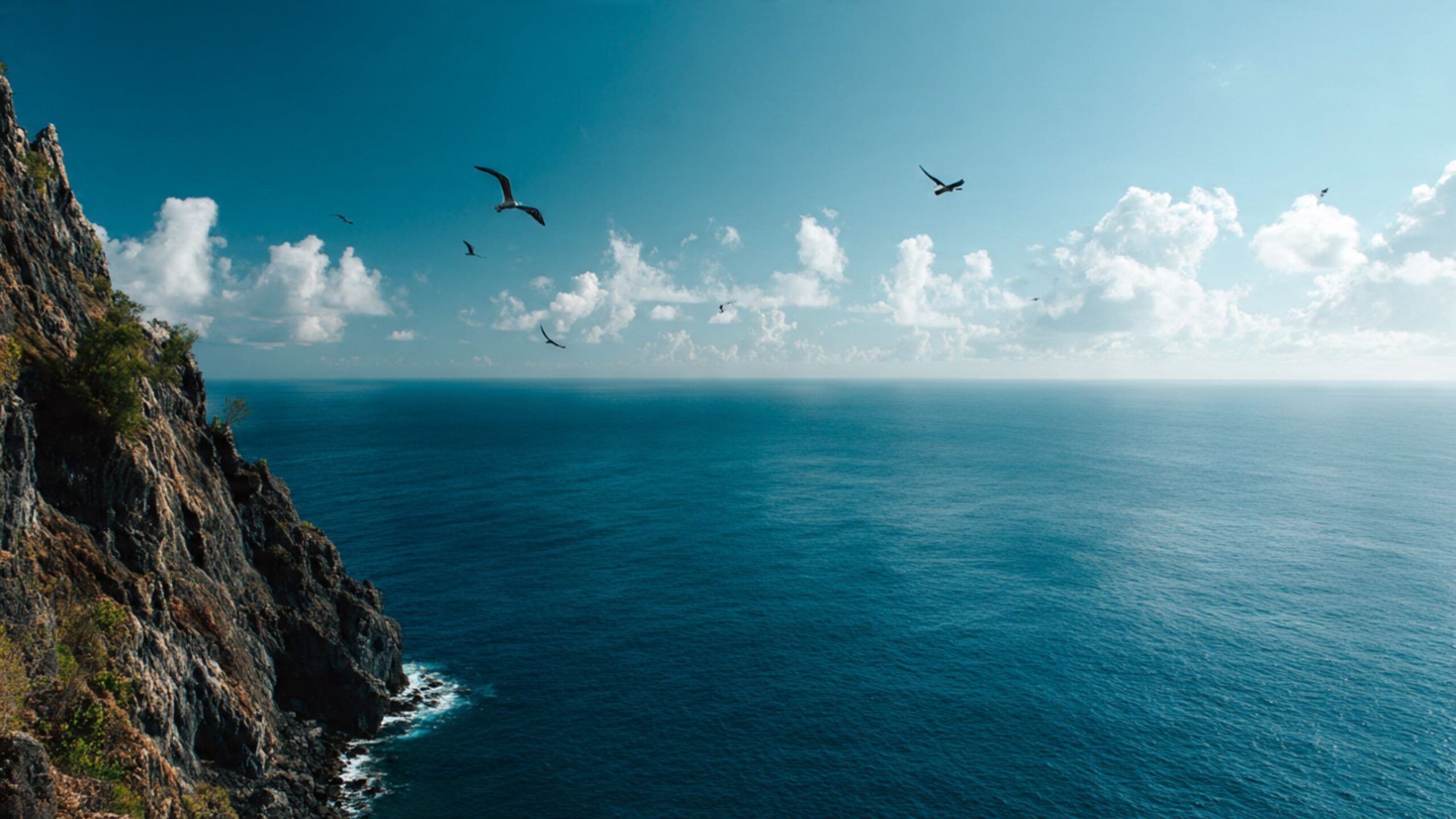 seagulls flying over the sea